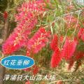 串钱柳
