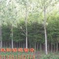 北美落羽杉