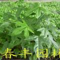 澳洲火焰木