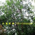 菩提榕（菩提树）