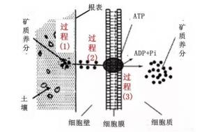 根是如何吸收养分的？好多人都没搞懂！