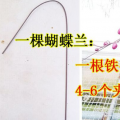 蝴蝶兰铁线