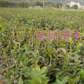 供应岑溪软枝油茶苗、红花大果油茶苗（最新供应）