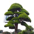 日本罗汉松