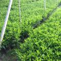 非洲茉莉