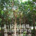 高山榕