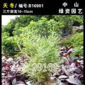 天冬草