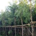 银桦树 银桦
