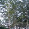 小叶榄仁 广东揭阳普宁绿化基地---广太建兴花木场---广州-深圳-中山-福建-漳州