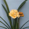 沈阳花艺黄花君子兰