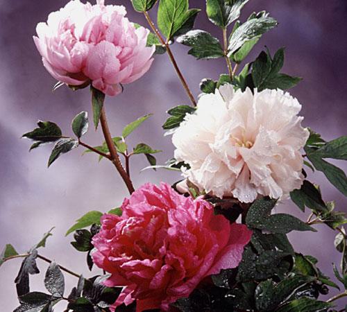 山茶花系山茶科，常绿小乔木