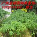 美丽异木棉