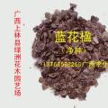 蓝花楹