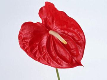 年宵花货源调查——红掌