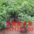 东莞园林—批发杜鹃花（5、7斤袋）