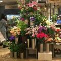 2016第五届中国（郑州）国际花卉园艺展