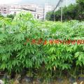 大腹木棉