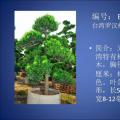 台湾罗汉松