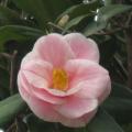 茶花