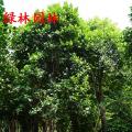大树菠萝