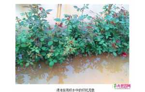 云南鲜切花受灾面积已突破2000亩