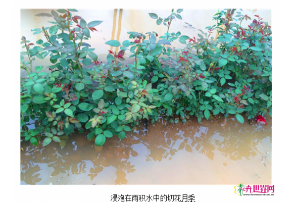 云南鲜切花受灾面积已突破2000亩 云南鲜切花受灾面积已突破2000亩