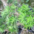 雀舌罗汉松