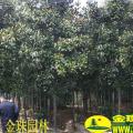 广玉兰，广玉兰基地，广玉兰价格