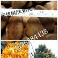 无忧树