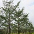 小叶榄仁  细叶榄仁