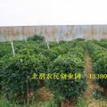 非洲茉莉/灰莉
