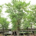 红花紫荆