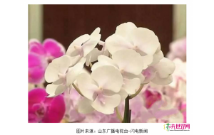 山东：全球仅此一株 2000万元蝴蝶兰被顺走