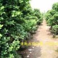 榕树盆景
