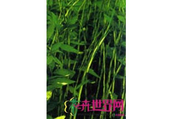 狭叶倭竹