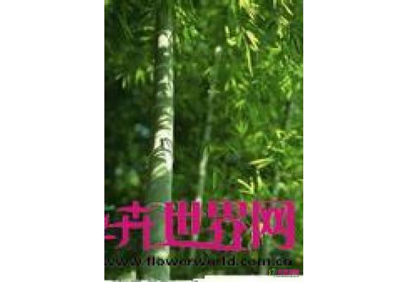 长舌巨竹