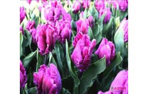 2017 广东（陈村）花卉旅游文化节终于在万众期待中开幕啦！