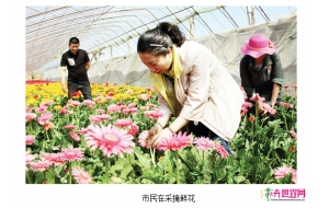 辽宁开原：鲜花采摘受欢迎