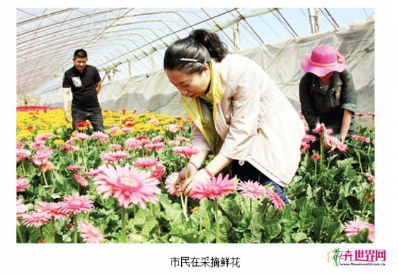 辽宁开原:鲜花采摘受欢迎 辽宁开原:鲜花采摘受欢迎