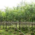 黄花风铃木