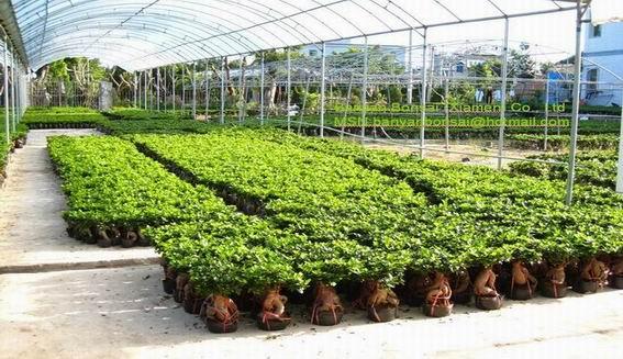 今年1-8月份我国花卉出口增长迅速