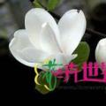 白玉兰