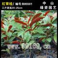 红背桂