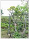 黄花风铃木
