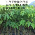 大腹木棉