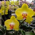 蝴蝶兰