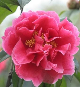 十丈锦屏开绿野——茶花