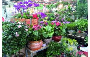 青岛:春节前花卉市场鲜花价格上涨 绿植销售走俏 青岛:春节前花卉市场鲜花价格上涨 绿植销售走俏