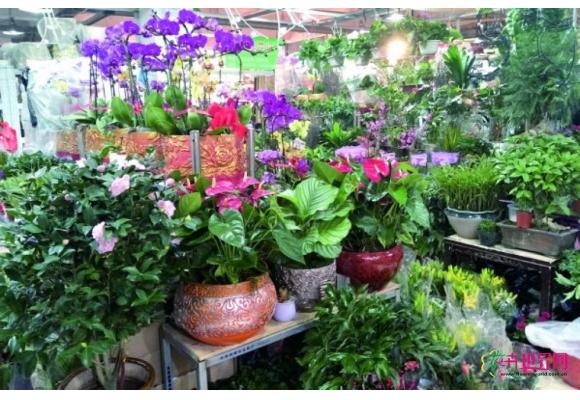 青岛:春节前花卉市场鲜花价格上涨 绿植销售走俏 青岛:春节前花卉市场鲜花价格上涨 绿植销售走俏