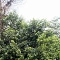 细叶榕（小叶榕）